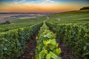 reims-champagne-campagne